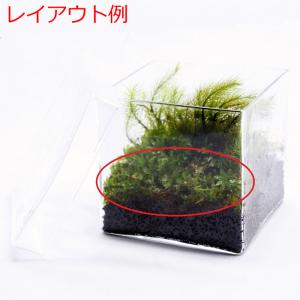 (観葉植物 おしゃれ ミニ テラリウム コケリ...の詳細画像5
