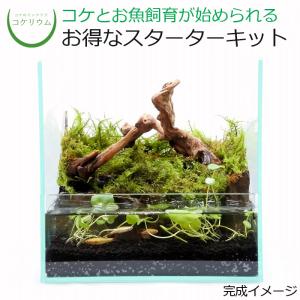 テラリウム キットのランキングtop100 人気売れ筋ランキング Yahoo ショッピング