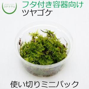 (観葉植物 おしゃれ ミニ テラリウム コケリウム 苔 コケ 苔テラリウム 苔リウム 園芸 苔玉 コケ玉 苔盆栽 ハイドロカルチャー パック) ツヤゴケ ミニ