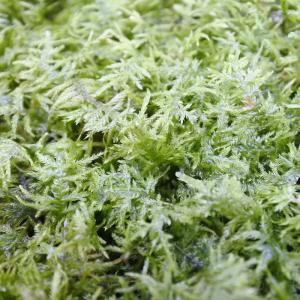 (観葉植物 おしゃれ ミニ テラリウム コケリ...の詳細画像1