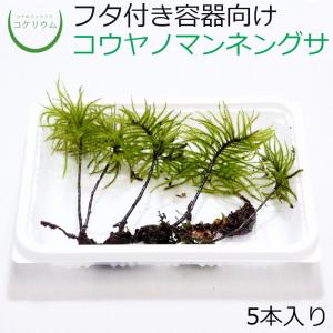 (観葉植物 おしゃれ ミニ テラリウム コケリウム 苔 コケ 苔テラリウム 苔リウム 園芸 苔玉 苔盆栽 ハイドロカルチャー パック) コウヤノマンネングサ 5本入り