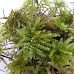 (観葉植物 おしゃれ ミニ テラリウム コケリ...の詳細画像1