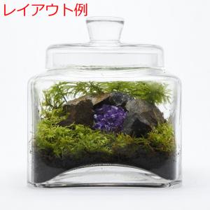 (観葉植物 おしゃれ ミニ テラリウム コケリ...の詳細画像3