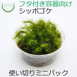 (観葉植物 おしゃれ ミニ テラリウム コケリウム 苔 コケ 苔テラリウム 苔リウム 園芸 苔玉 コケ玉 苔盆栽 ハイドロカルチャー パック) シッポゴケ ミニ