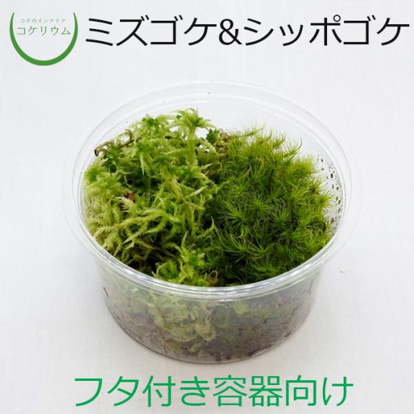 (観葉植物 おしゃれ ミニ テラリウム コケリウム 苔 コケ 苔テラリウム 苔リウム 園芸 苔玉 苔...