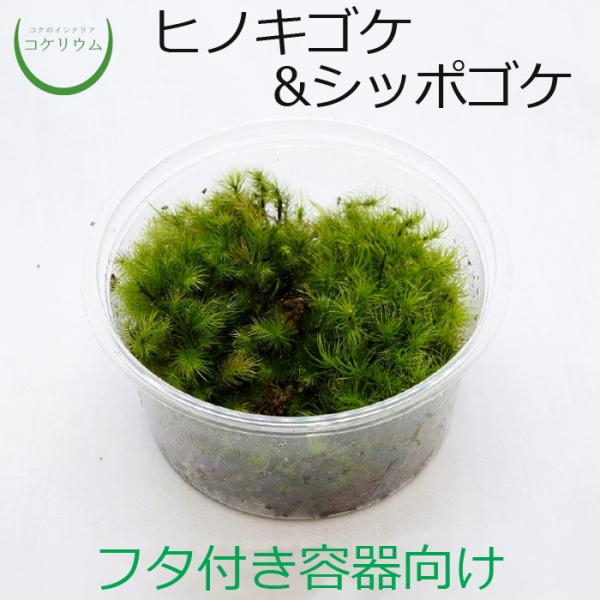 (観葉植物 おしゃれ ミニ テラリウム コケリウム 苔 コケ 苔テラリウム 苔リウム 園芸 苔玉 苔...