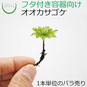 (観葉植物 おしゃれ ミニ テラリウム コケリウム 苔 コケ 苔テラリウム 苔リウム 園芸 苔玉 コケ玉 苔盆栽 ハイドロカルチャー パック) オオカサゴケ 1本単位