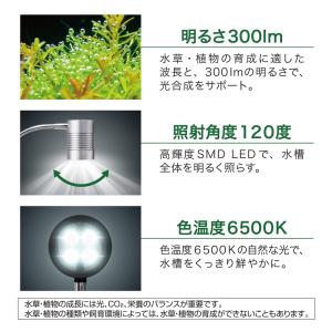 (観葉植物 おしゃれ テラリウム コケリウム ...の詳細画像2