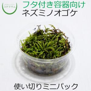 (観葉植物 おしゃれ ミニ テラリウム コケリウム 苔 コケ 苔テラリウム 苔リウム 園芸 苔玉 苔盆栽 ハイドロカルチャー パック) ネズミノオゴケ ミニ