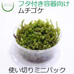 (観葉植物 おしゃれ ミニ テラリウム コケリウム 苔 コケ 苔テラリウム 苔リウム 園芸 苔玉 コケ玉 苔盆栽 ハイドロカルチャー パック) ムチゴケ ミニ