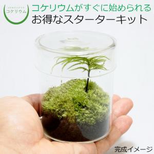 チャーム（charm） （観葉植物）苔テラリウム 鉱石レイアウト