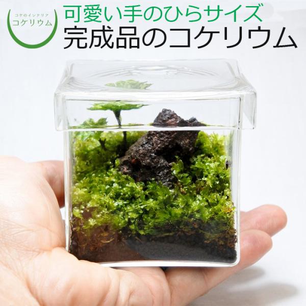 (観葉植物 おしゃれ ミニ テラリウム キット コケリウム 苔 コケ 苔テラリウム 苔リウム 園芸 ...