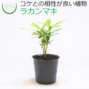 ラカンマキの育て方の商品一覧 通販 Yahoo ショッピング