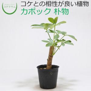 (観葉植物 おしゃれ ミニ テラリウム コケリウ...の商品画像