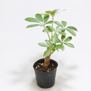 (観葉植物 おしゃれ ミニ テラリウム コケリ...の詳細画像1