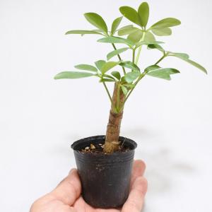 (観葉植物 おしゃれ ミニ テラリウム コケリ...の詳細画像2