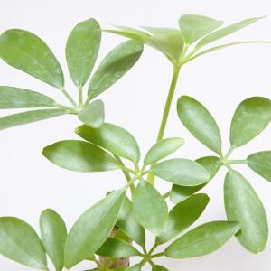 (観葉植物 おしゃれ ミニ テラリウム コケリ...の詳細画像3