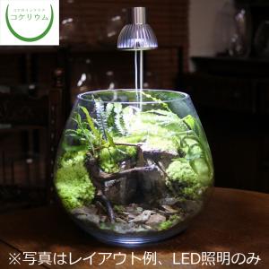 (観葉植物 おしゃれ テラリウム コケリウム 苔 コケ 苔テラリウム 苔リウム 園芸 植物 育成 苔盆栽 照明 LED ライト) コケリウムLED照明 こもれび