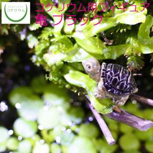 (観葉植物 おしゃれ ミニ テラリウム フィギュア コケリウム 苔 コケ 苔テラリウム 苔リウム アクアリウム インテリア) コケリウムフィギュア 亀 ブラック