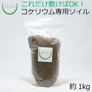 (観葉植物 おしゃれ ミニ テラリウム コケリウ...の商品画像