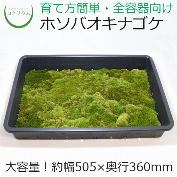 (観葉植物 おしゃれ ミニ テラリウム コケリウム 苔 コケ 苔テラリウム 苔リウム 園芸 苔玉 コ...