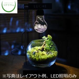 観葉植物 おしゃれ テラリウム コケリウム 苔 コケ 苔テラリウム 苔