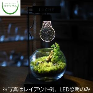 観葉植物 おしゃれ テラリウム コケリウム 苔 コケ 苔テラリウム 苔