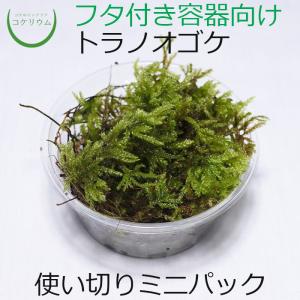 (観葉植物 おしゃれ ミニ テラリウム コケリウム 苔 コケ 苔テラリウム 苔リウム 園芸 苔玉 苔盆栽 ハイドロカルチャー パック) トラノオゴケ ミニ