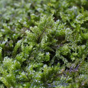 (観葉植物 おしゃれ ミニ テラリウム コケリ...の詳細画像1