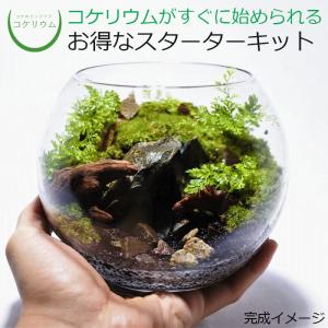 (観葉植物 おしゃれ ミニ テラリウム キット コケリウム 苔 コケ 苔テラリウム 苔リウム 園芸 ハイドロカルチャー セット) コケリウムキット 森の洞窟 ミニ｜kokerium-rium