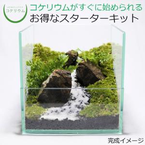 テラリウム キットのランキングtop100 人気売れ筋ランキング Yahoo ショッピング