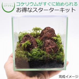 (観葉植物 おしゃれ ミニ テラリウム キット コケリウム 苔 コケ 苔テラリウム 苔リウム ハイドロカルチャー セット) コケリウムキット 赤溶岩石の森(フタ付)