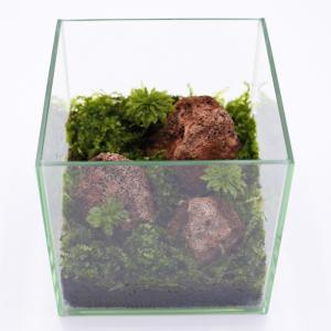 (観葉植物 おしゃれ ミニ テラリウム キット...の詳細画像5