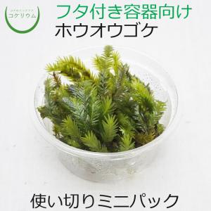 (観葉植物 おしゃれ ミニ テラリウム コケリウ...の商品画像