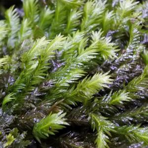 (観葉植物 おしゃれ ミニ テラリウム コケリ...の詳細画像1