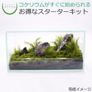 チャーム（charm） （観葉植物）苔テラリウム 鉱石レイアウト
