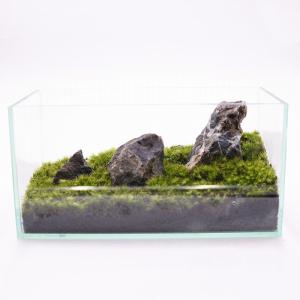 (観葉植物 おしゃれ ミニ テラリウム キット...の詳細画像4