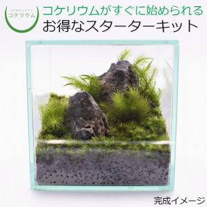 チャーム（charm） （テラリウム）苔 テラ向け シノブゴケ付溶岩石 S