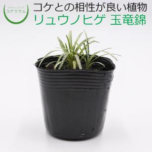 (観葉植物 おしゃれ ミニ テラリウム コケリウ...の商品画像