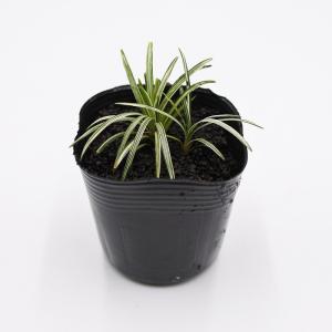 (観葉植物 おしゃれ ミニ テラリウム コケリ...の詳細画像1