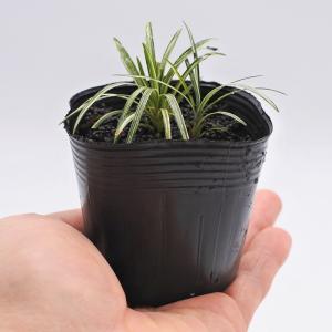 (観葉植物 おしゃれ ミニ テラリウム コケリ...の詳細画像2