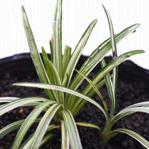 (観葉植物 おしゃれ ミニ テラリウム コケリ...の詳細画像3