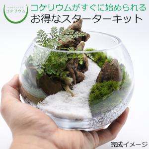チャーム（charm） （観葉植物）苔テラリウム マコデスペトラ ガラス