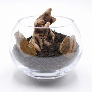 (観葉植物 おしゃれ ミニ テラリウム キット...の詳細画像4