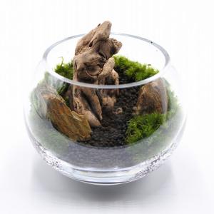 (観葉植物 おしゃれ ミニ テラリウム キット...の詳細画像5