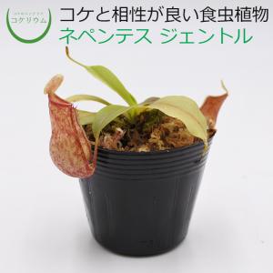 (食虫植物 おしゃれ テラリウム コケリウム 苔 コケ 苔テラリウム 苔リウム 園芸 苔玉 植物 パルダリウム) ネペンテス ジェントル(ウツボカズラ)｜kokerium-rium