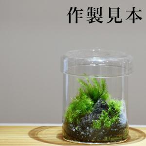 (苔テラリウム ガラス容器 蓋付き クリアー ...の詳細画像4