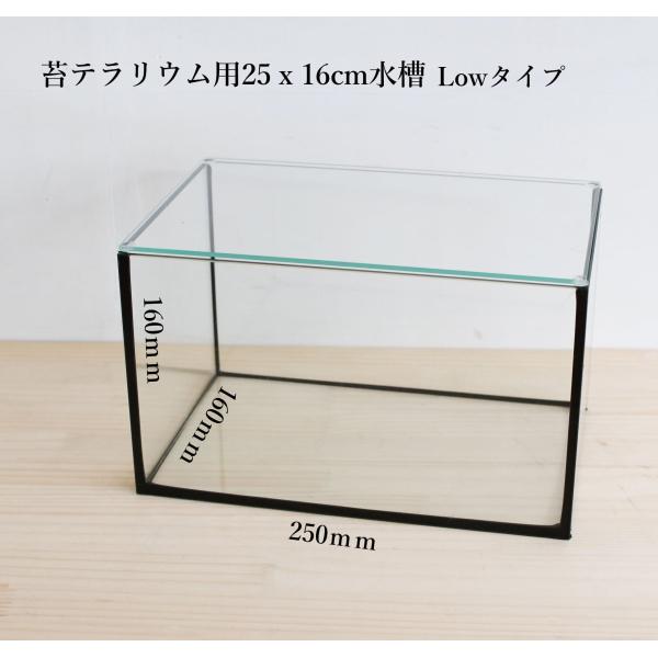（苔テラリウム コケリウム ガラス容器 水槽 ガラス蓋つき）苔テラリウム用25ｘ16cmガラス水槽 ...