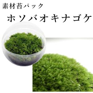 ホソバオキナゴケ　苔テラリウム作製用素材苔／こんもり成長するタイプ／丈夫で育てやすい初心者向け