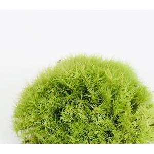 タマゴケ 苔テラリウム作製用素材苔/こんもり成...の詳細画像1